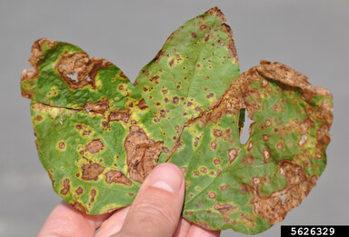 wildfire of tobacco (Pseudomonas syringae pv. tabaci (Wolf & Foster 1917)  Young et al. 1978)