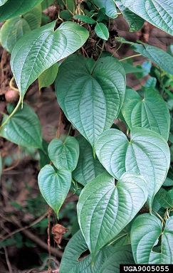 air-potato (Dioscorea bulbifera L.)