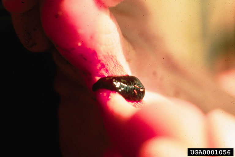 Leech Hirudo Medicinalis Arhynchobdellida Hirudinidae