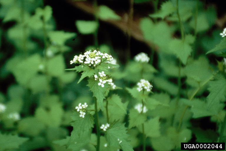 garlic mustard (Alliaria petiolata)