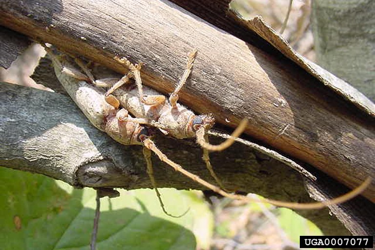 red oak borer (Enaphalodes rufulus)