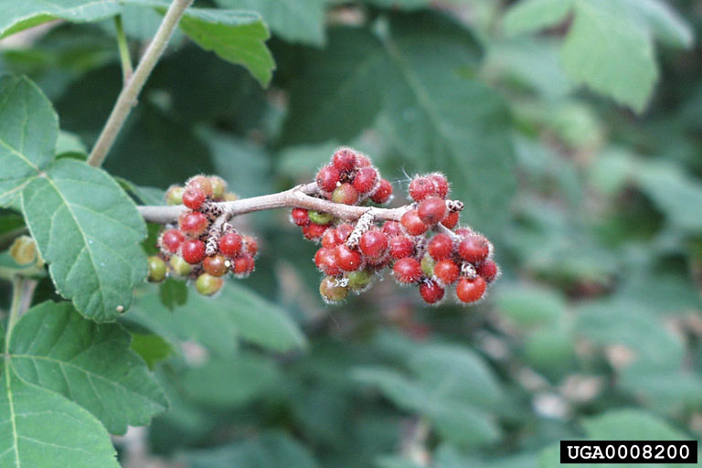 fragrant sumac (Rhus aromatica)