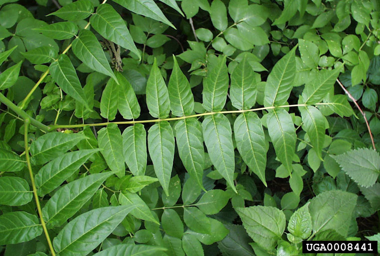 treeofheaven (Ailanthus altissima)