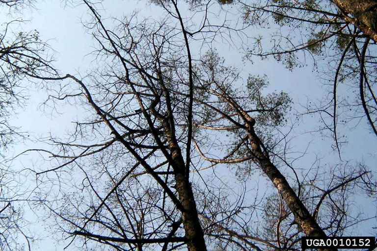 Looper Tree cypress looper (Iridopsis pergracilis (Hulst))