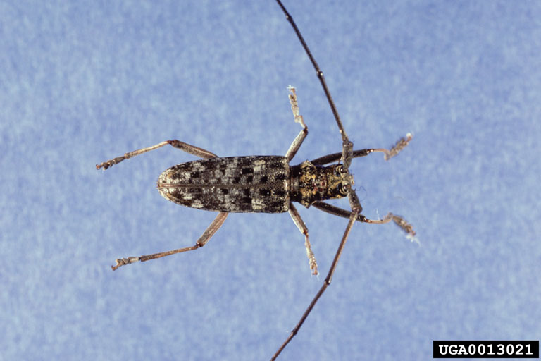 sawyer beetles (Genus Monochamus)