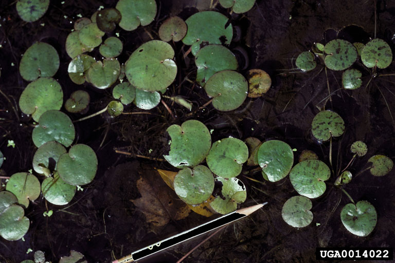 American frogbit (Limnobium spongia (Bosc) L.C. Rich. ex Steud.)