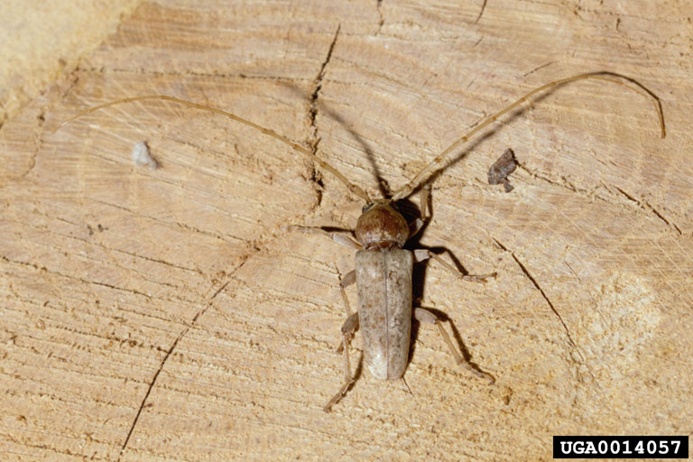 red oak borer (Enaphalodes rufulus)