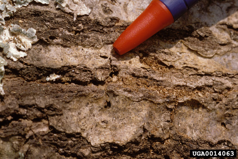 red oak borer (Enaphalodes rufulus)