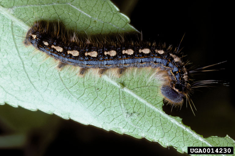 forest tent caterpillar (Malacosoma disstria)