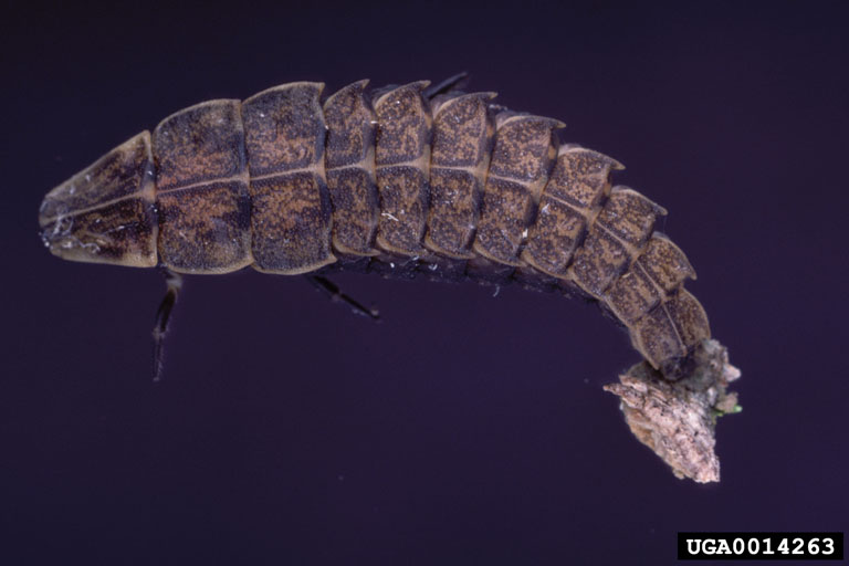 fireflies or lightning bugs (Family Lampyridae)