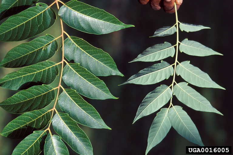 treeofheaven (Ailanthus altissima)