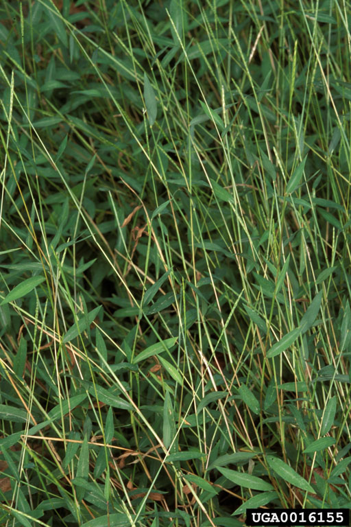 Japanese stiltgrass (Microstegium vimineum)