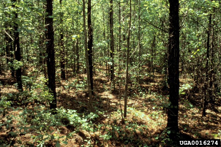 herbicides (general)