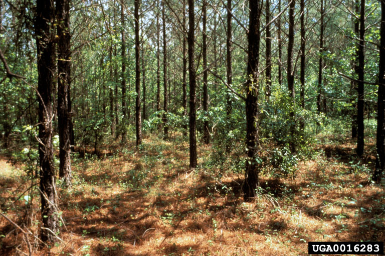 herbicides (general)
