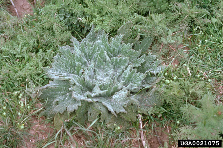 Mediterranean sage (Salvia aethiopis)