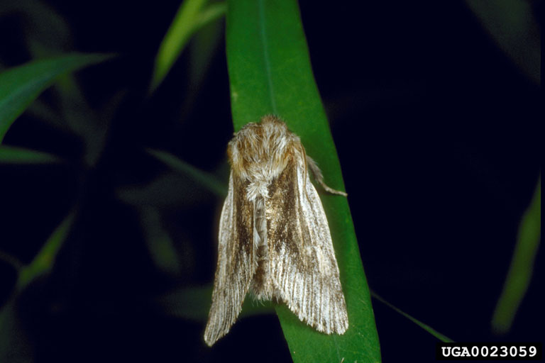 defoliator moth (Simyra dentinosa Freyer)