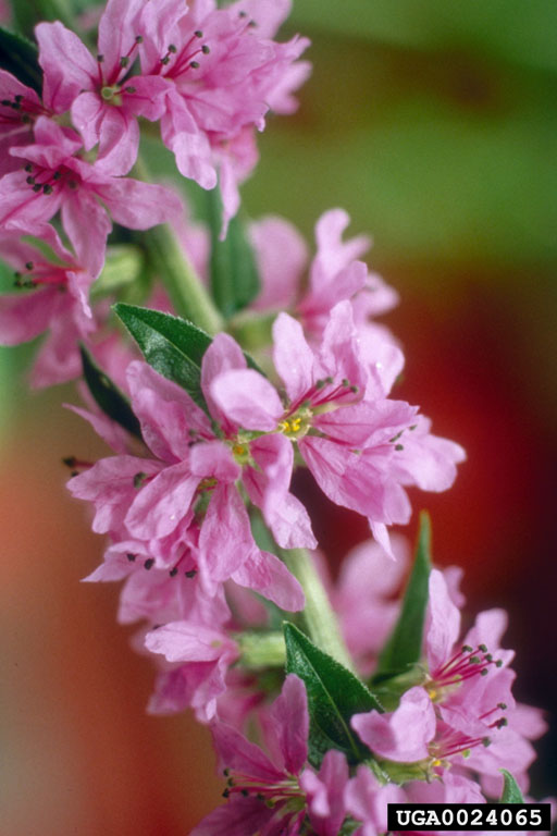 Photo by Norman E. Rees, USDA Agricultural Research Service - Retired, Bugwood.org 0024065