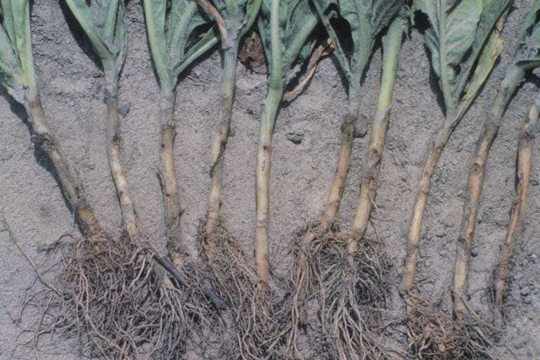 tobacco wireworm (Conoderus vespertinus)