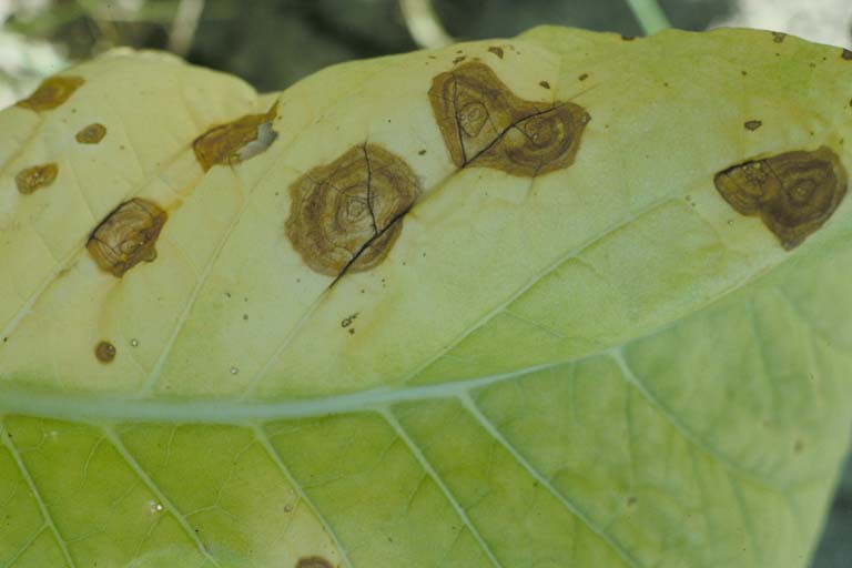 Rhizoctonia dampingoff, blight and rot (Rhizoctonia solani)