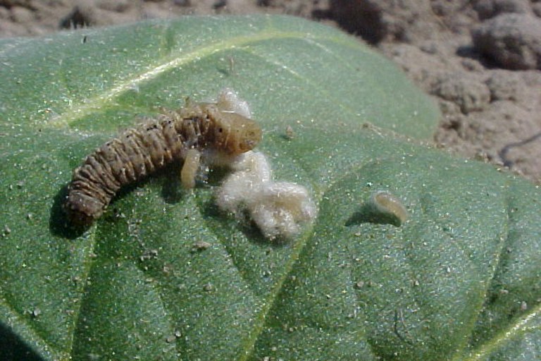 cutworms, loopers, owlet moths, and underwings (Family Noctuidae)