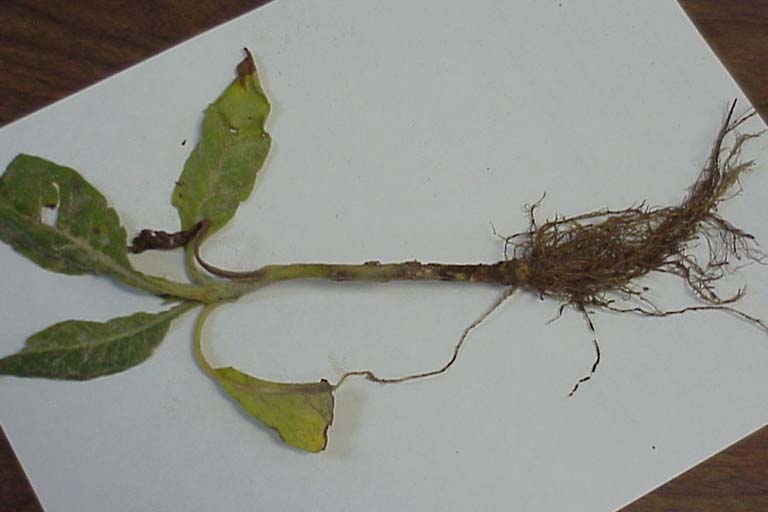 damping off tobacco root rot/damping off (Genus Rhizoctonia DC.) damping off tobacco root rot/damping off (Genus Rhizoctonia DC.)