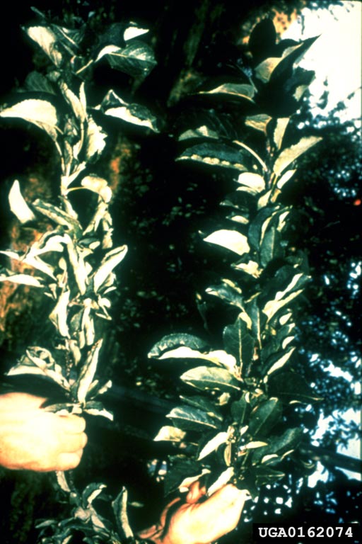 cherry rasp leaf virus (CRLV) (Nepovirus Cherry rasp leaf virus)