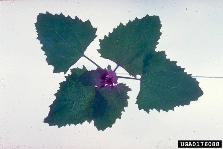 cherry rasp leaf virus (CRLV) (Nepovirus Cherry rasp leaf virus)