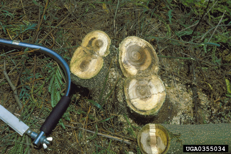 mimosa wilt (Fusarium oxysporum f.sp. perniciosum)