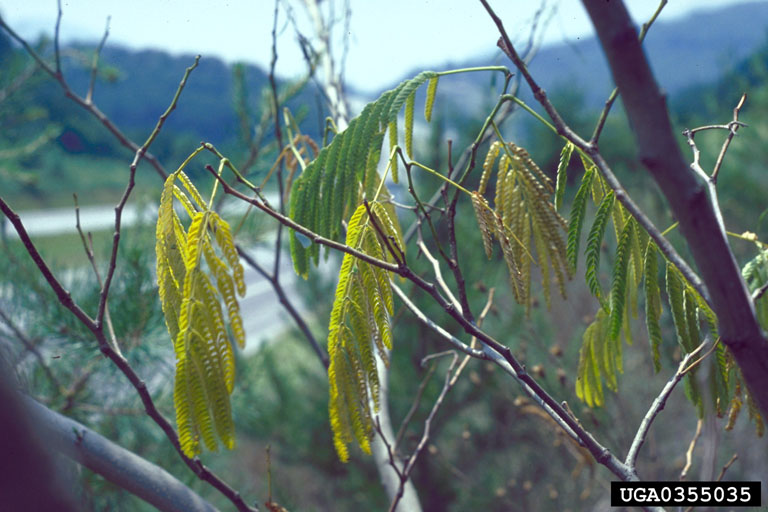 mimosa wilt (Fusarium oxysporum f.sp. perniciosum)