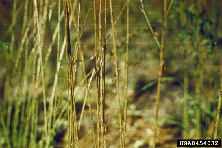 pasmo disease of linseed (Mycosphaerella linicola)