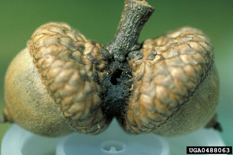 filbertworm (Cydia latiferreana)