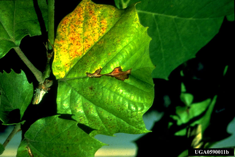 sycamore anthracnose (Apiognomonia
