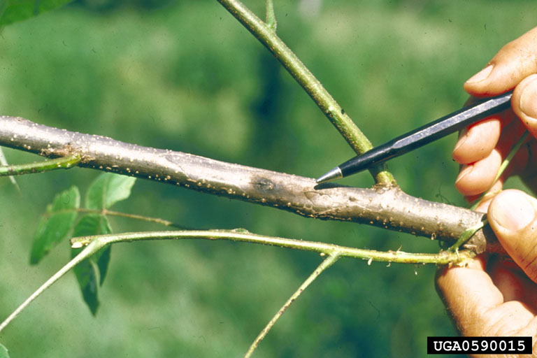 sycamore anthracnose (Apiognomonia