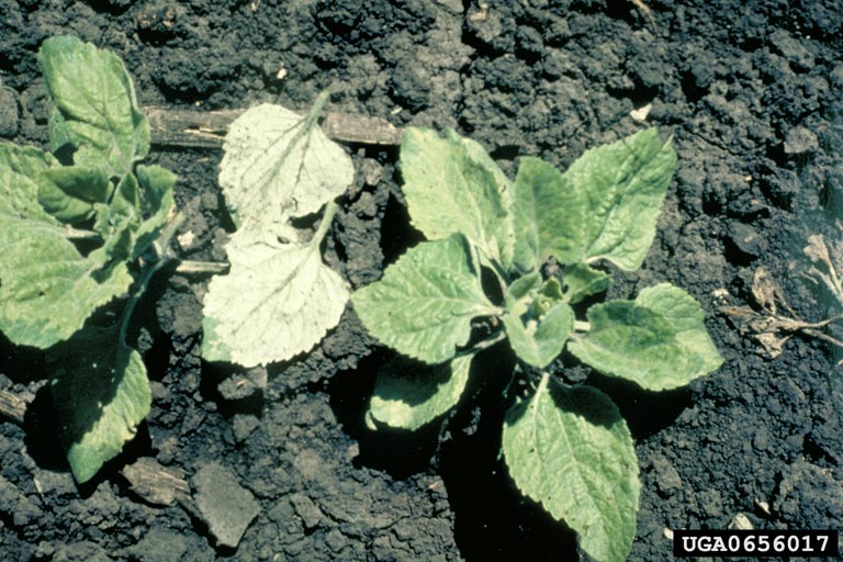 Young sunflower plants affected by downy mildew (Plasmopara halstedii) in the field, with fungal sporulation on the lower leaf surface.