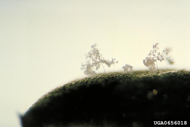 A sporangiophore with sporangia arising from a cotyledon of sunflower systemically infected with Plasmopara halstedii.