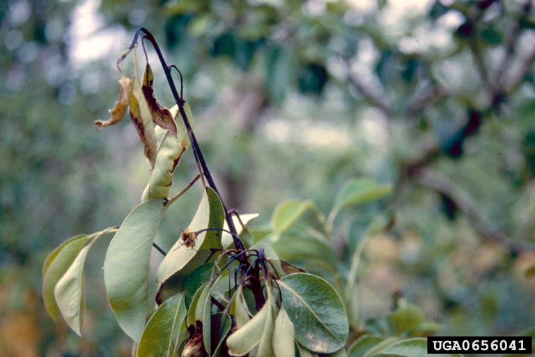 fire blight (Erwinia amylovora ) on common pear (Pyrus communis ) 0656041