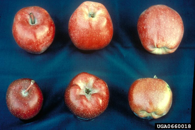 cherry rasp leaf virus (CRLV) (Nepovirus Cherry rasp leaf virus)