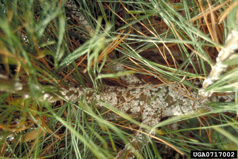 pine bark adelgid (Pineus strobi)