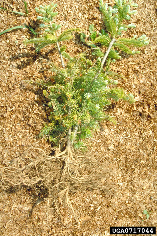 conifer root aphid (Prociphilus americanus)
