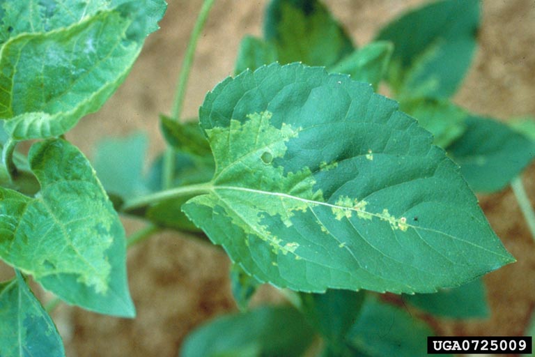 Green and chlorotic mottling along the main veins due to Plasmopara halstedii on sunflower.