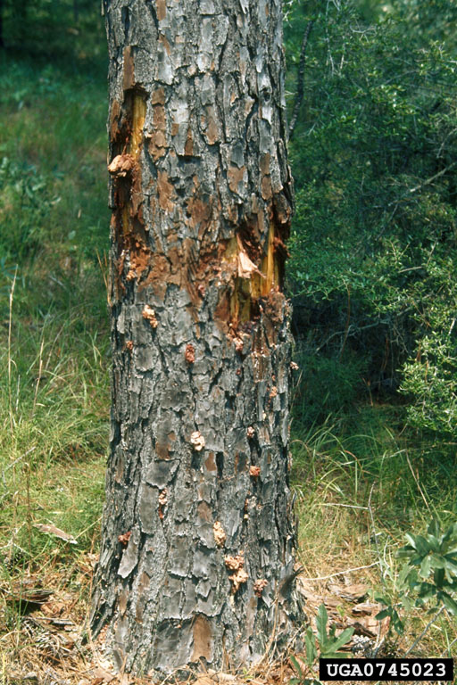 black turpentine beetle (Dendroctonus terebrans)