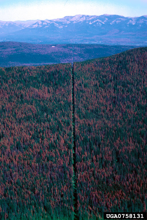 mountain pine beetle (Dendroctonus ponderosae ) on lodgepole pine