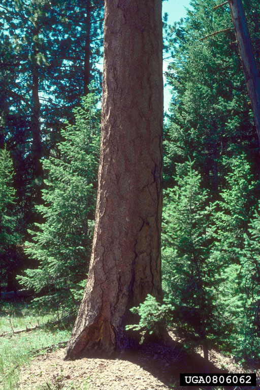 ponderosa pine (Pinus ponderosa)