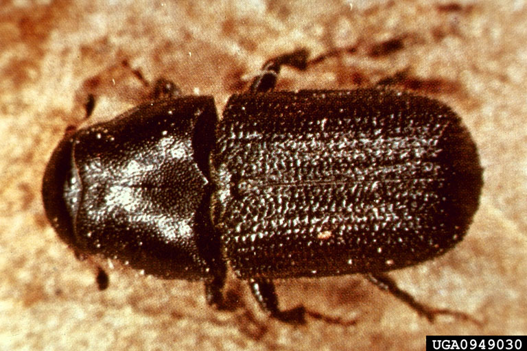 mountain pine beetle (Dendroctonus ponderosae)