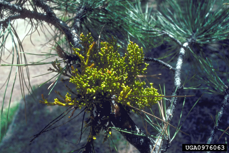 pineland dwarf mistletoe (Arceuthobium vaginatum ssp. cryptopodum 