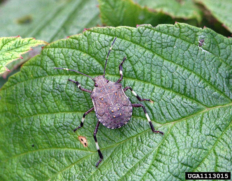 Fifth instar
