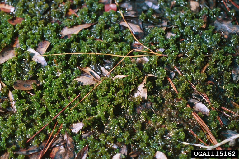 sphagnum (Genus Sphagnum)