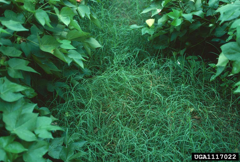 purple nutsedge (Cyperus rotundus)