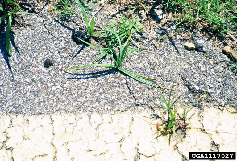 purple nutsedge (Cyperus rotundus)