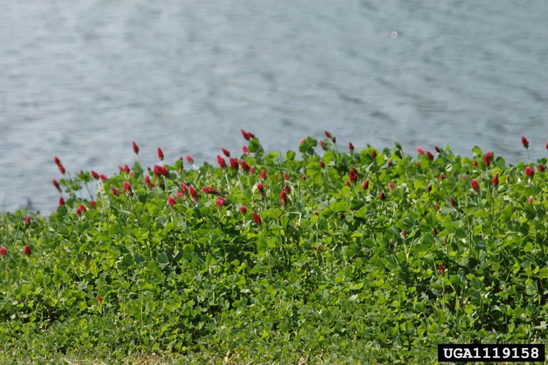 crimson clover (Trifolium incarnatum)